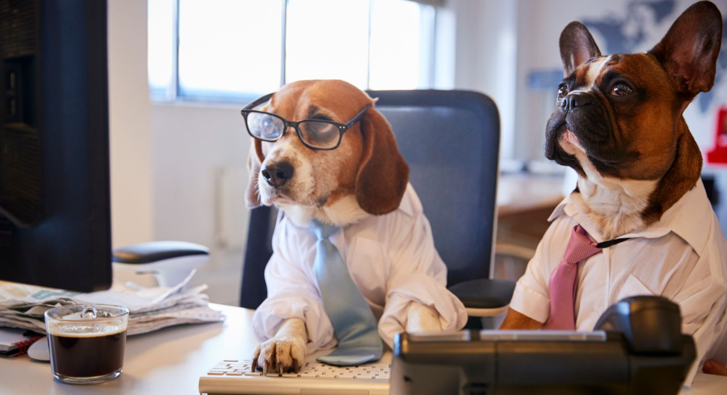 Can my pet run for public office if I give it a legal name and ID?